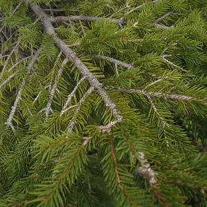 Хвойные опилки оптом в Уссурийске купить - оперативная доставка по всей России