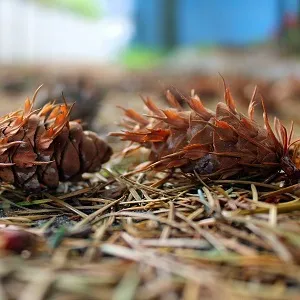 Хвойные опилки оптом в Уссурийске от завода-производителя Лигнум Ресурс