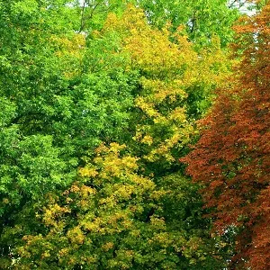 Лиственные опилки оптом в Уссурийске купить - оперативная доставка по всей России