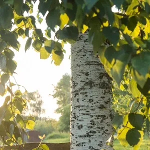 Опилки березовые оптом в Уссурийске купить - оперативная доставка по всей России
