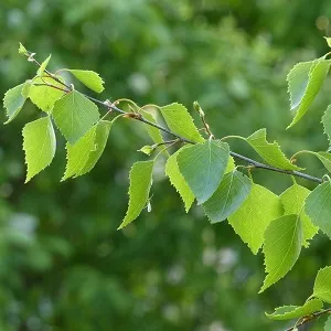 Опилки березовые оптом в Уссурийске от завода-производителя Лигнум Ресурс