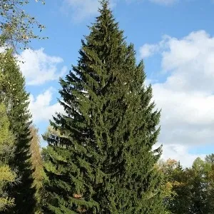 Еловые опилки оптом в Уссурийске купить - оперативная доставка по всей России