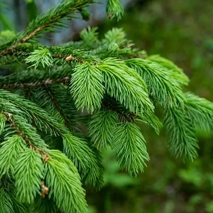 Еловые опилки оптом в Уссурийске от завода-производителя Лигнум Ресурс