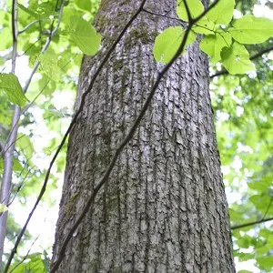 Опилки липовые оптом в Уссурийске купить - оперативная доставка по всей России