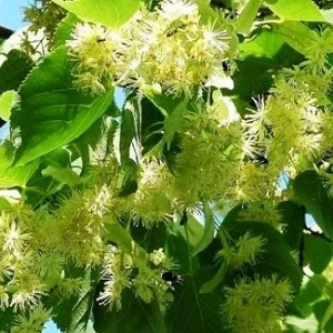 Опилки липовые оптом в Уссурийске от завода-производителя Лигнум Ресурс