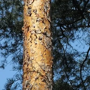 Сосновые опилки оптом в Уссурийске купить - оперативная доставка по всей России