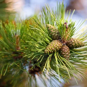 Сосновые опилки оптом в Уссурийске от завода-производителя Лигнум Ресурс