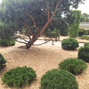 Хвойная щепа оптом в Уссурийске купить - оперативная доставка по всей России